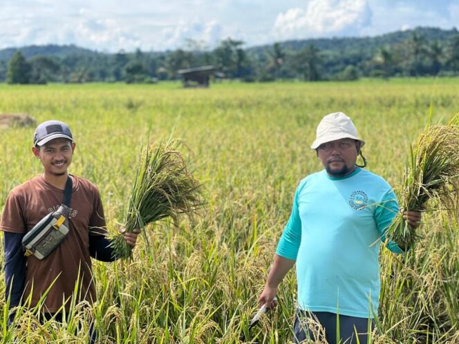 
 PT Vale Indonesia Tbk mengembangkan program PSRLB dengan metode pertanian padi SRI Organik di desa Lamedai, Kecamatan Tanggetada, Kabupaten Kolaka. FOTO: VALE/DOC 
