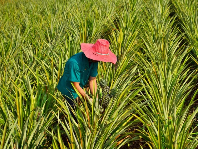 Hamparan pohon nanas di kebun Agro Ponda'Ta, desa Tabarao.