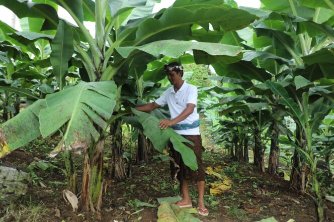 
 Perjalanan Reforma Agraria di Asahduren, Sertipikat Tanah Ulayat Buka Akses Ekonomi Masyarakat