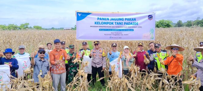 
 Kelompok Tani Padaidi Binaan PT Vale di Tondowolio, Panen Raya Jagung Pakan 