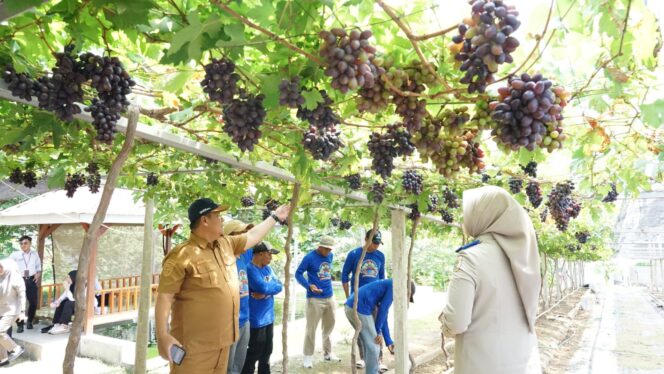 
 Jadi Kawasan Agrowisata Favorit Kota Palu, Kebun Anggur Duyu Bangkit Bukti Kerja GTRA