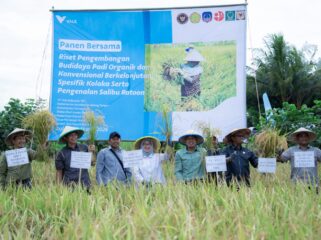 Management PT Vale Indonesia bersama jajaran pemerintah daerah Kabupataen Kolaka memanen bersama padi di desa Puubunga, kecamatan Baula, Senin (9/3/2026)