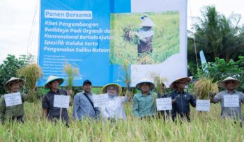 Management PT Vale Indonesia bersama jajaran pemerintah daerah Kabupataen Kolaka memanen bersama padi di desa Puubunga, kecamatan Baula, Senin (9/3/2026)