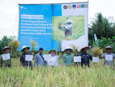 Management PT Vale Indonesia bersama jajaran pemerintah daerah Kabupataen Kolaka memanen bersama padi di desa Puubunga, kecamatan Baula, Senin (9/3/2026)