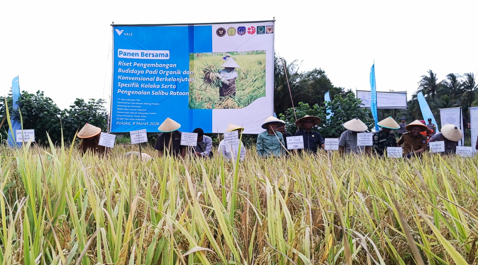PANEN PERDANA: Management PT Vale Indonesia bersama jajaran pemerintah daerah Kabupataen Kolaka memanen bersama padi di desa Puubunga, kecamatan Baula, Senin (9/3/2026). FOTO: Abdul Saban/SIBERKITA.ID