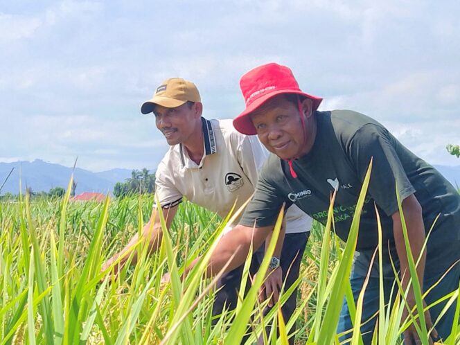PADI MENGUNING: Watno semula ragu dengan keberhasilan program ini, mengaku hanya ingin mencoba metode pertanian yang baru dikenalnya itu lewat sosialisasi padi SRI organik oleh PT Vale Indonesia. Setelah melalui sejumlah pelatihan, Dia mulai yakin, usaha yang dimulinya itu akan membuahkan hasil gemilang. FOTO: Abdul Saban/SIBERKITA.ID