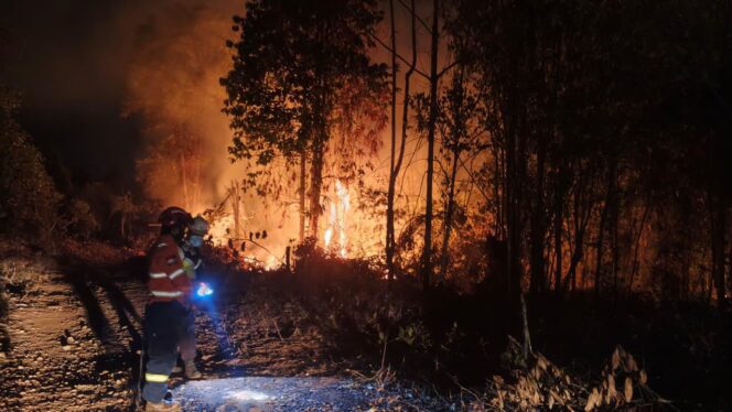 
 Gakkum Kehutanan Tegaskan Pembukaan Lahan di Kawasan Hutan Wajib Berizin